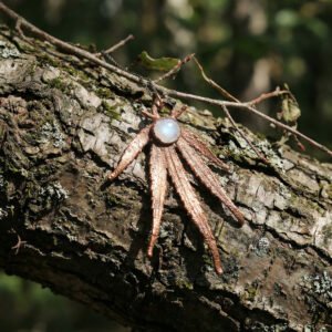 Leaf Pendant Rainbow Moonstone